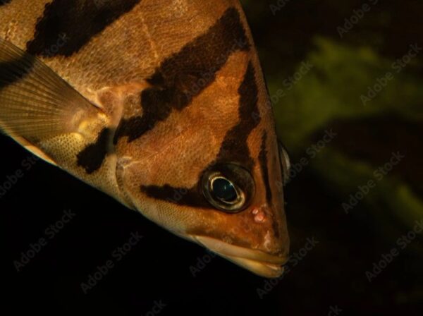 Tiger Datnoids - Online Tropical Fish