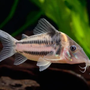Geophagus altifrons (Tocantins) 3"-4"