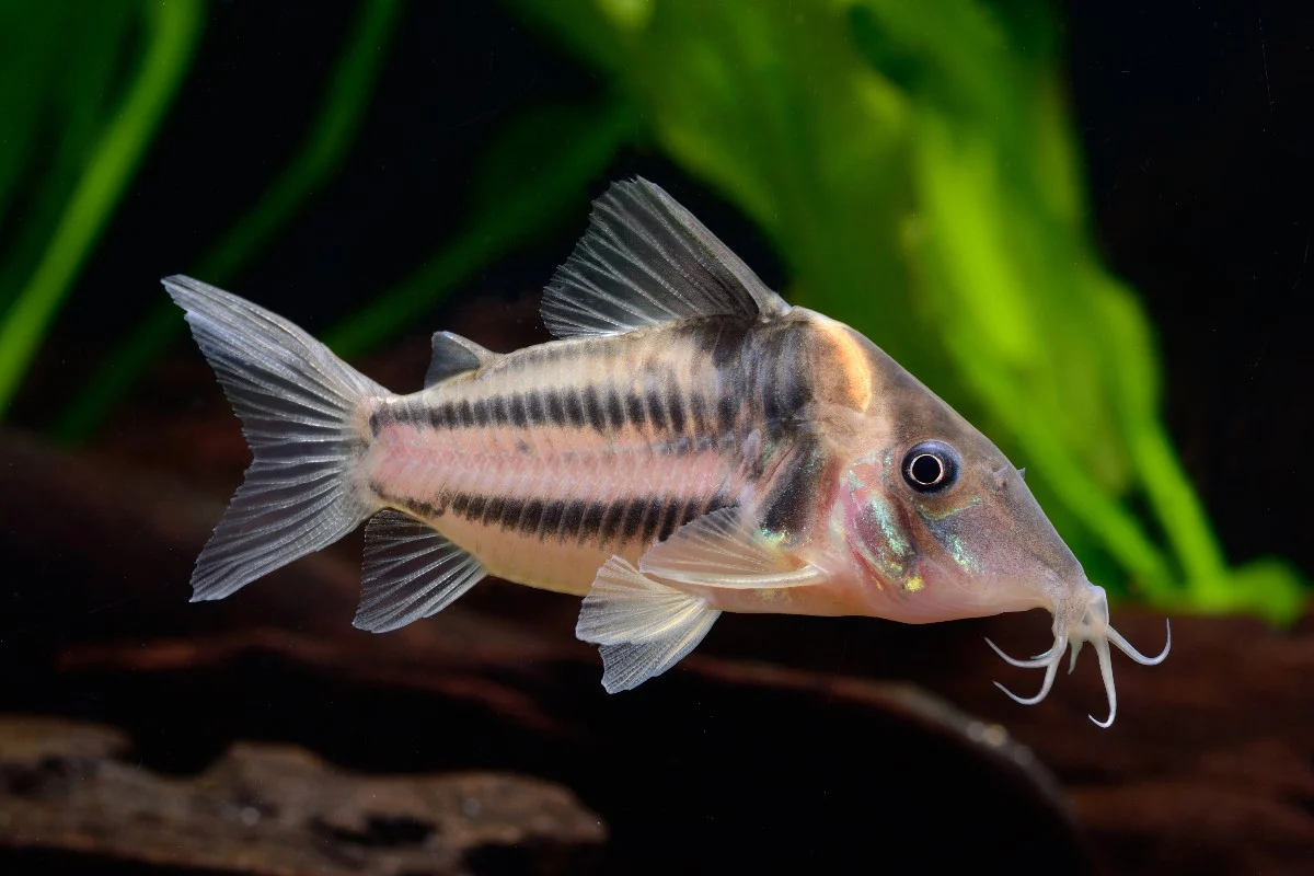 Corydoras bifasciatus (Two-stripe Cory) 3"