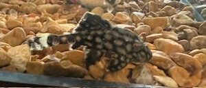 A black and white fish is swimming in the water