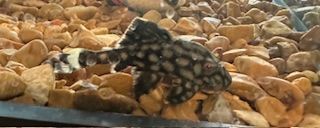 A black and white fish is swimming in the water