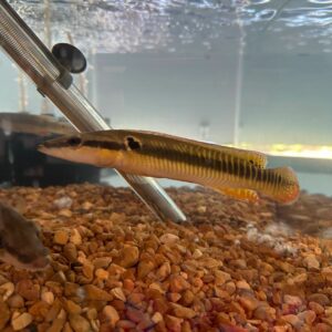 A fish is swimming in the water near some rocks.