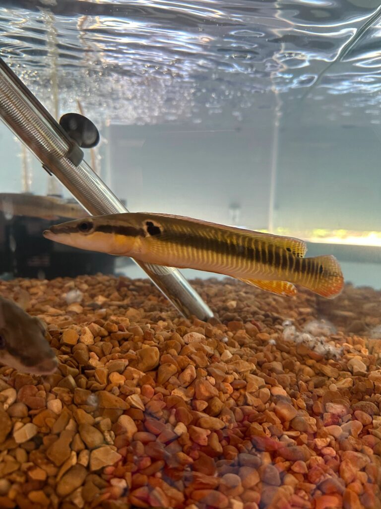 A fish is swimming in the water near some rocks.