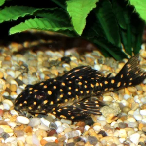 Scobinancistrus pariolispos ( L368 ) 2.5"-3.5"