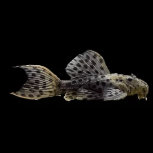 Pseudacanthicus spinosus (L096-Spotted Cactus Pleco) 3"