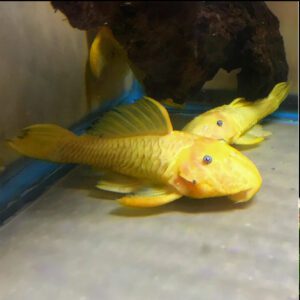 Parancistrus aurantiacus (Yellow Black Rubber Pleco) 3"