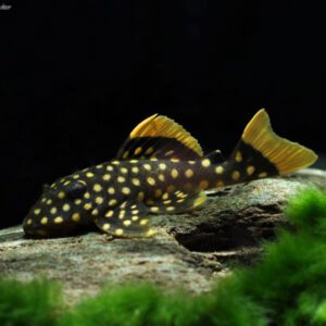 Baryancistrus xanthellus (L018-Golden Nugget) 3"-4"