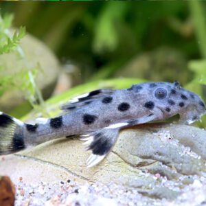 Leporacanthicus joselimai 3"-4"