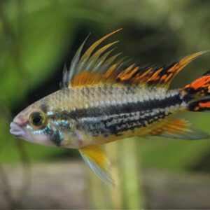 Apistogramma cacatuoides 1.5" WILD CAUGHT