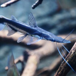 Sorubim lima 2.5"-3" WILD CAUGHT