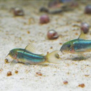 Corydoras sp.( Cw009 ) 0.5"-1.5" WILD CAUGHT