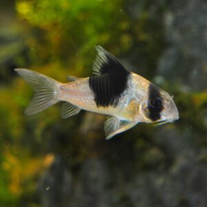 Corydoras panda 1.5" WILD CAUGHT