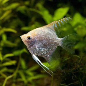 Pteophyllum scalare 2.5"-3" WILD CAUGHT