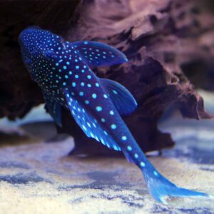 L128 Hemiancistrus sp. "Blue Phantom"
