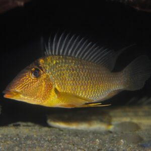 Satanoperca jurupari 4"-5" WILD CAUGHT