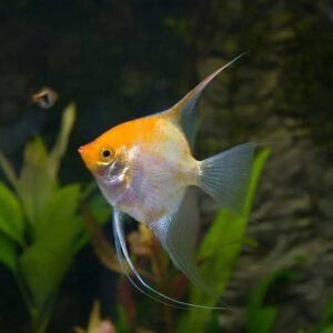 Pteophyllum scalare 4"-5" WILD CAUGHT