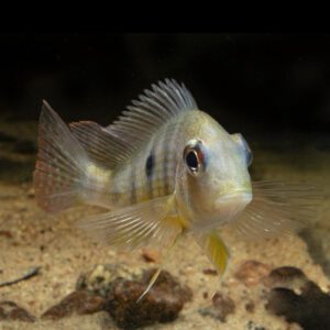 Caqueta Geophagus (Wild Caught)