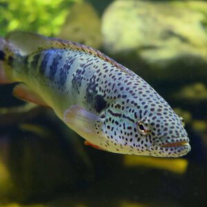 Crenichla Lentiuclata (Wild Caught) 5"-6"