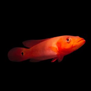 Crenichla Red Atabapo (Big Super Red)