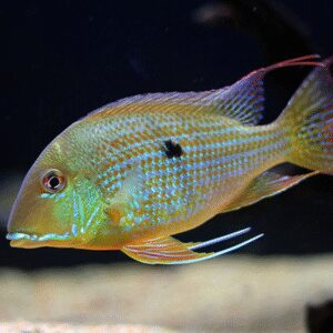 Geophagus altifrons ( Altamira ) 3"-4"