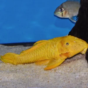 Parancistrus aurantiacus (Yellow Rubber Pleco) 3"