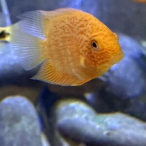 A fish is swimming in the water.