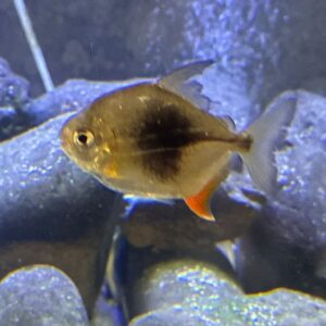 A fish is swimming in the water.