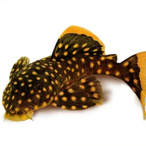 Baryancistrus xanthellu (L018-Golden Nugget) 3"-4"