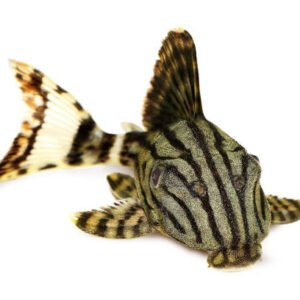 Panaque armbrusteri (L027/Tapajos) 1.5"-2.5"