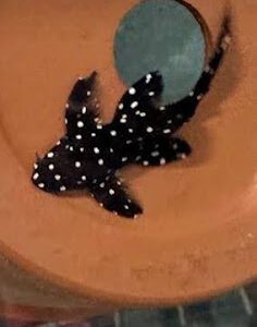 L240A LEPORACANTHICUS